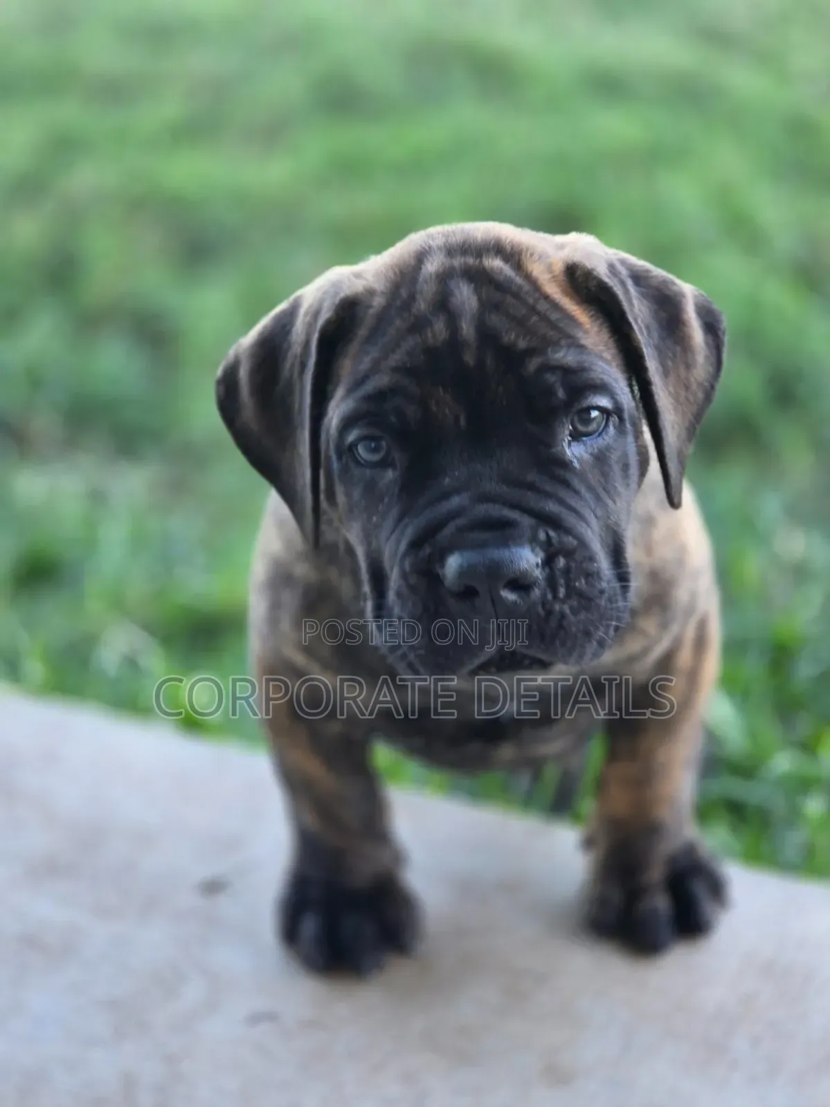 3-6 months Male Purebred Boerboel