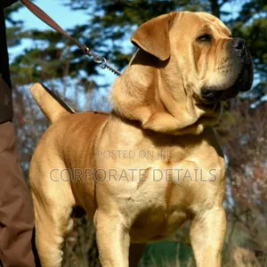 1+ year Male Purebred Boerboel