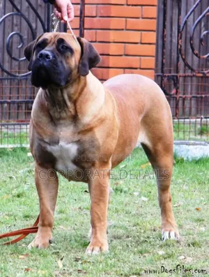 1+ year Male Purebred Boerboel