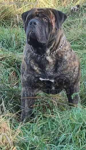 1+ year Male Purebred Boerboel