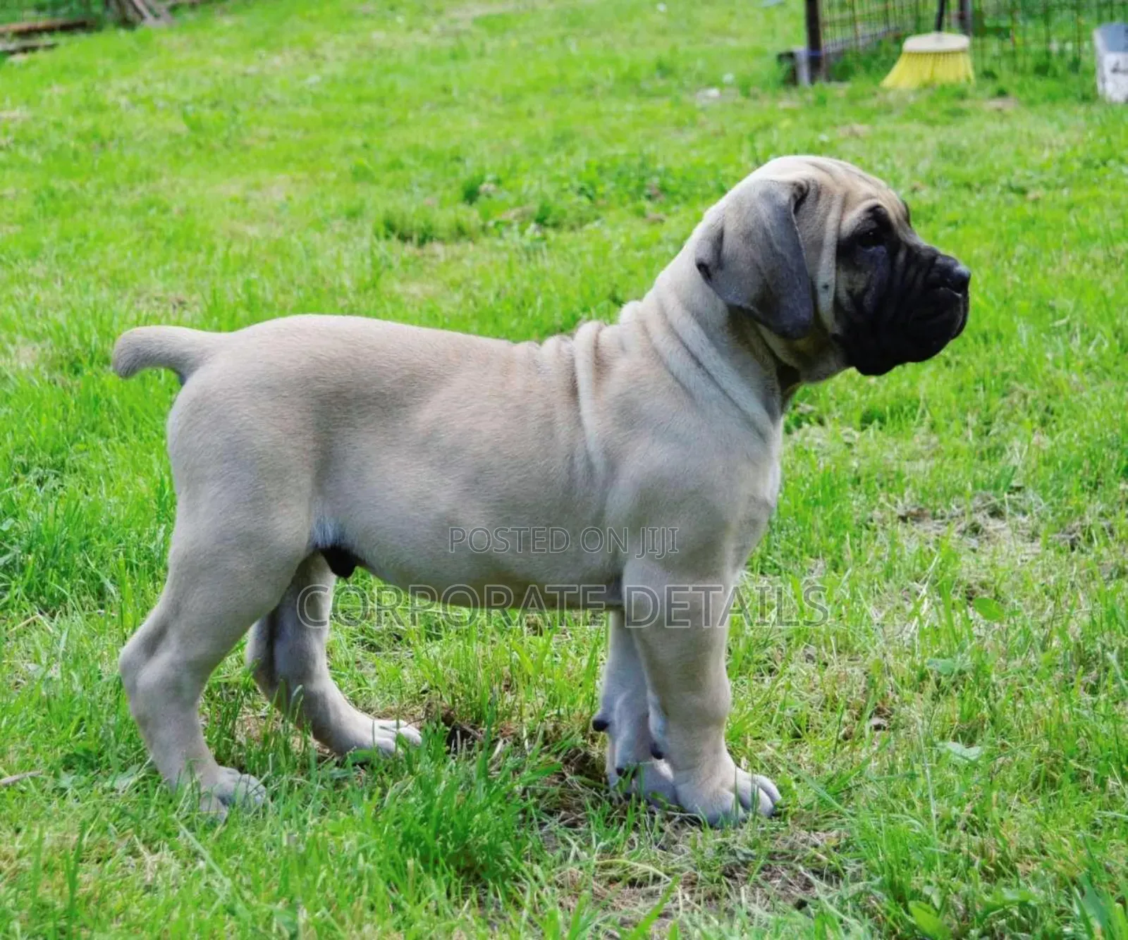 1-3 months Male Purebred Boerboel