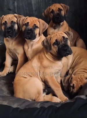 1-3 months Male Purebred Boerboel