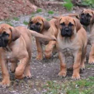 1-3 months Male Purebred Boerboel