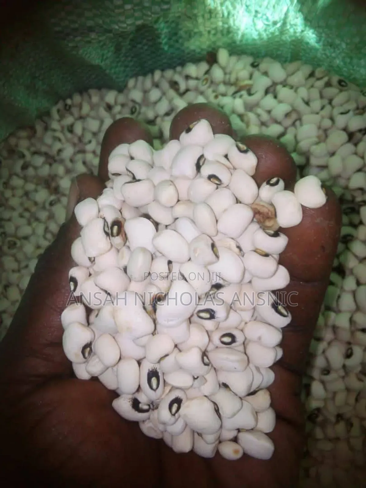 Clean White Bean for Sale in Large Quantities
