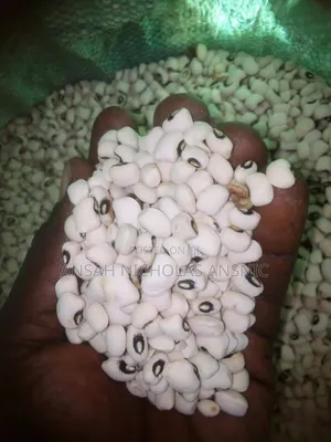 Clean White Bean for Sale in Large Quantities