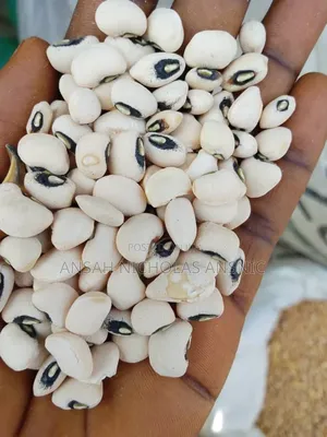 Clean White Bean for Sale in Large Quantities