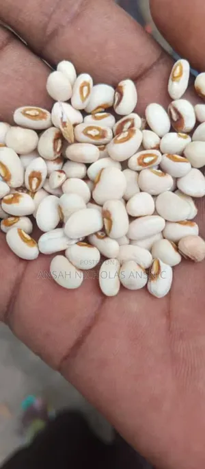 Clean White Bean for Sale in Large Quantities