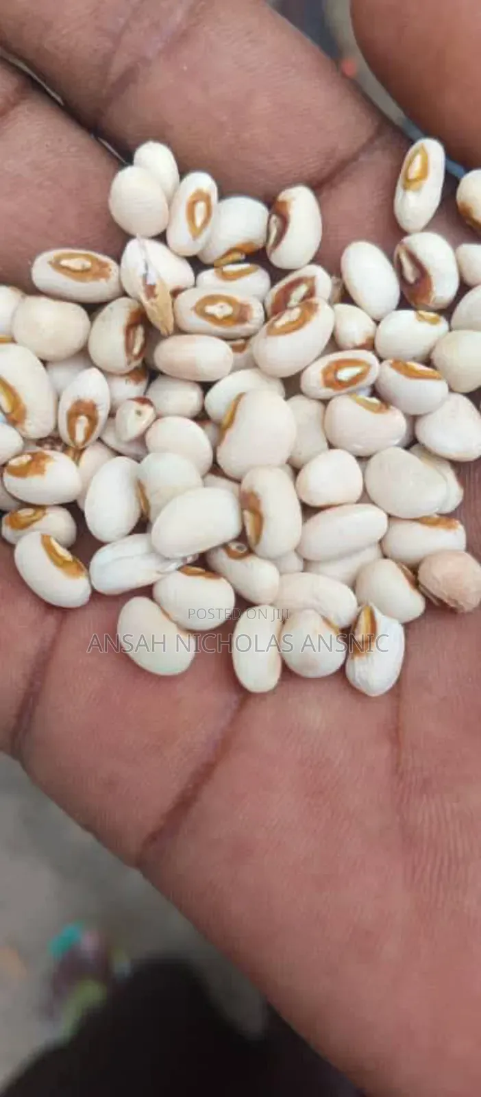 Clean White Bean for Sale in Large Quantities
