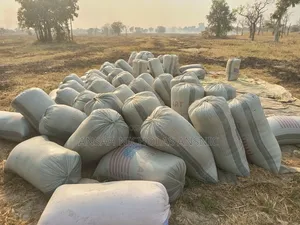 Clean White Bean for Sale in Large Quantities