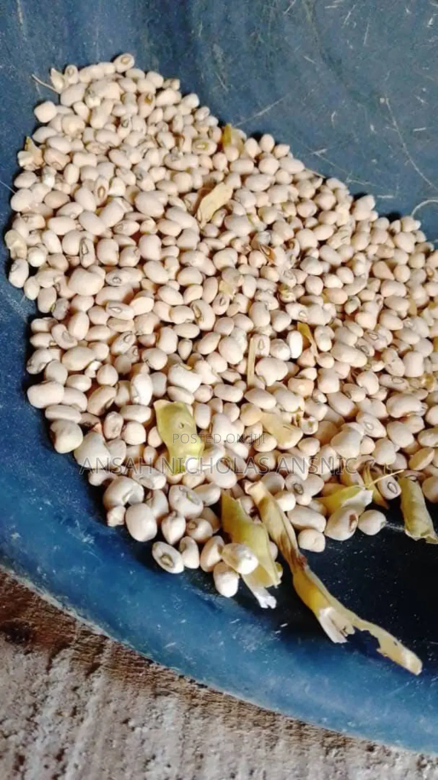 Clean White Bean for Sale in Large Quantities