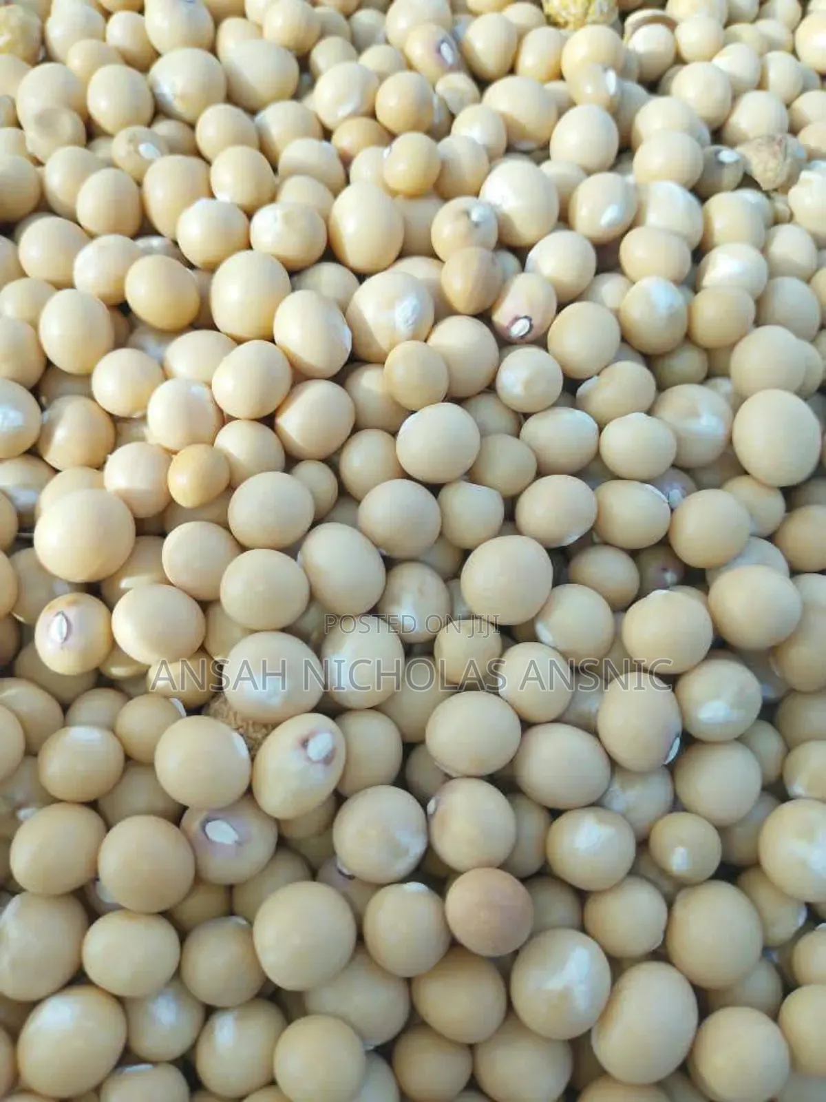 Clean White Bean for Sale in Large Quantities
