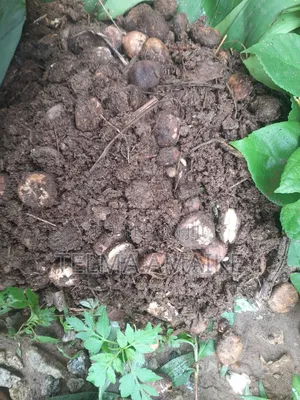 Fluted Pumkin (Ugu) Vegetables, Seeds/Seedlng Vegetables, Pods