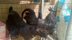 Ayam Cemani