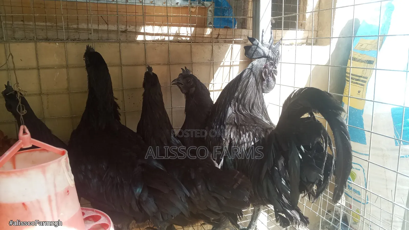 Ayam Cemani