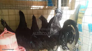 Ayam Cemani