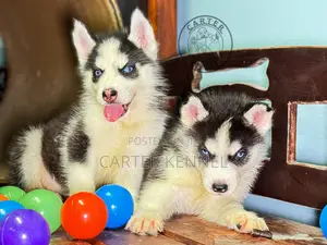 1-3 months Male Purebred Siberian Husky