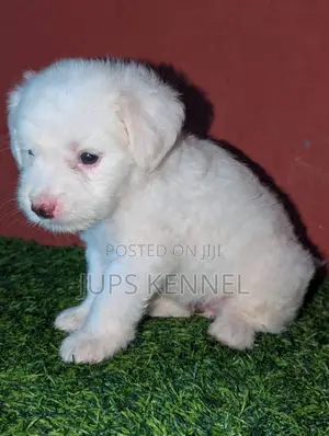 1-3 months Female Purebred Poodle