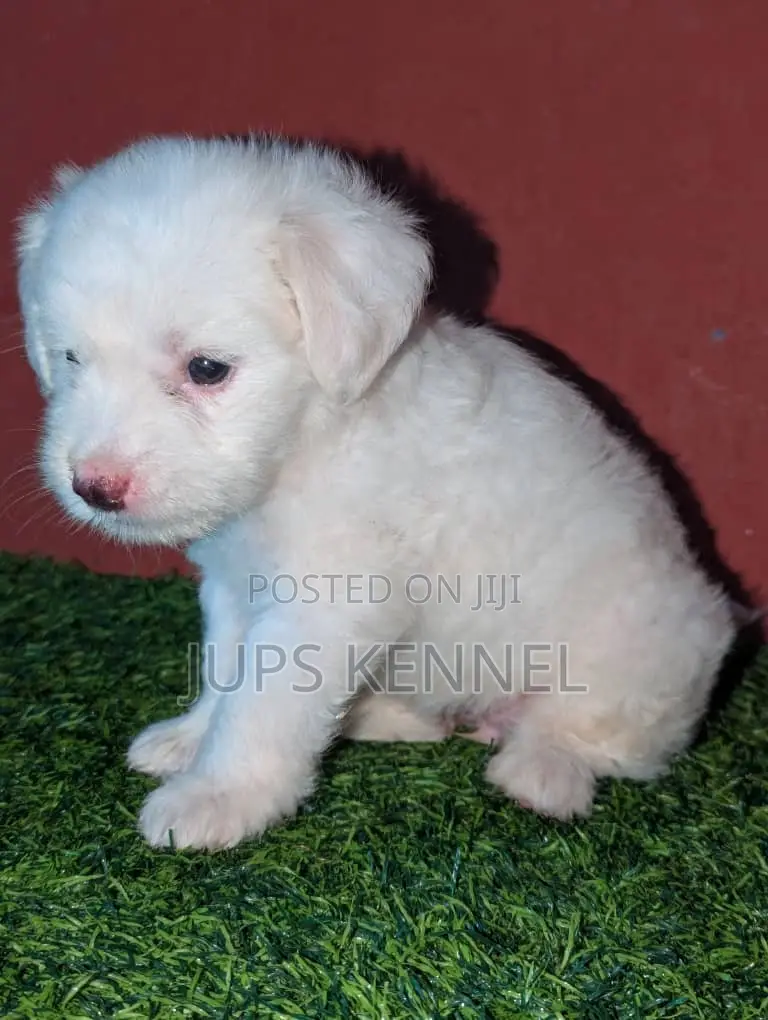 1-3 months Female Purebred Poodle