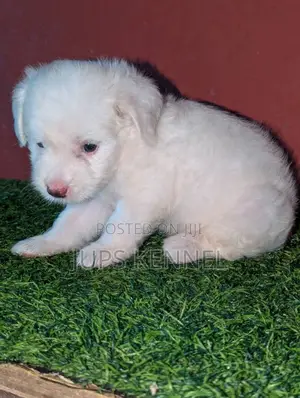1-3 months Female Purebred Poodle