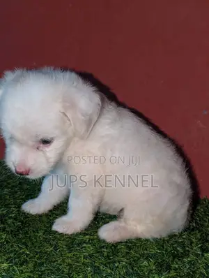 1-3 months Female Purebred Poodle