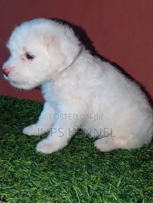 1-3 months Female Purebred Poodle
