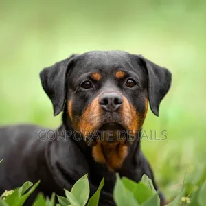 3-6 months Male Purebred Rottweiler