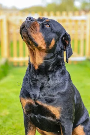 3-6 months Male Purebred Rottweiler