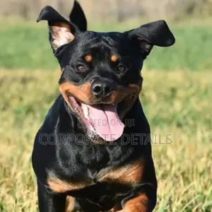 3-6 months Male Purebred Rottweiler