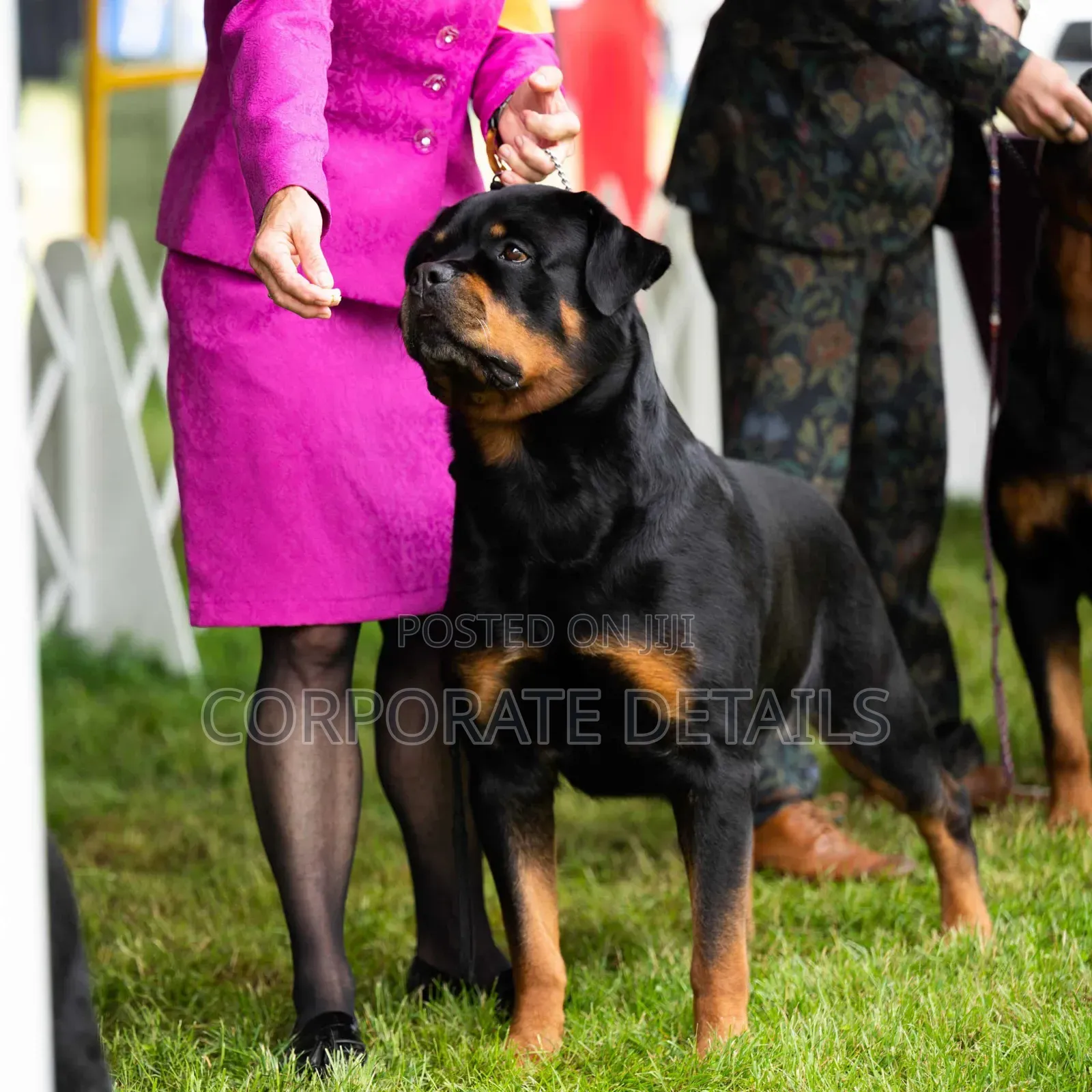 3-6 months Male Purebred Rottweiler
