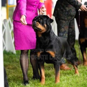 3-6 months Male Purebred Rottweiler
