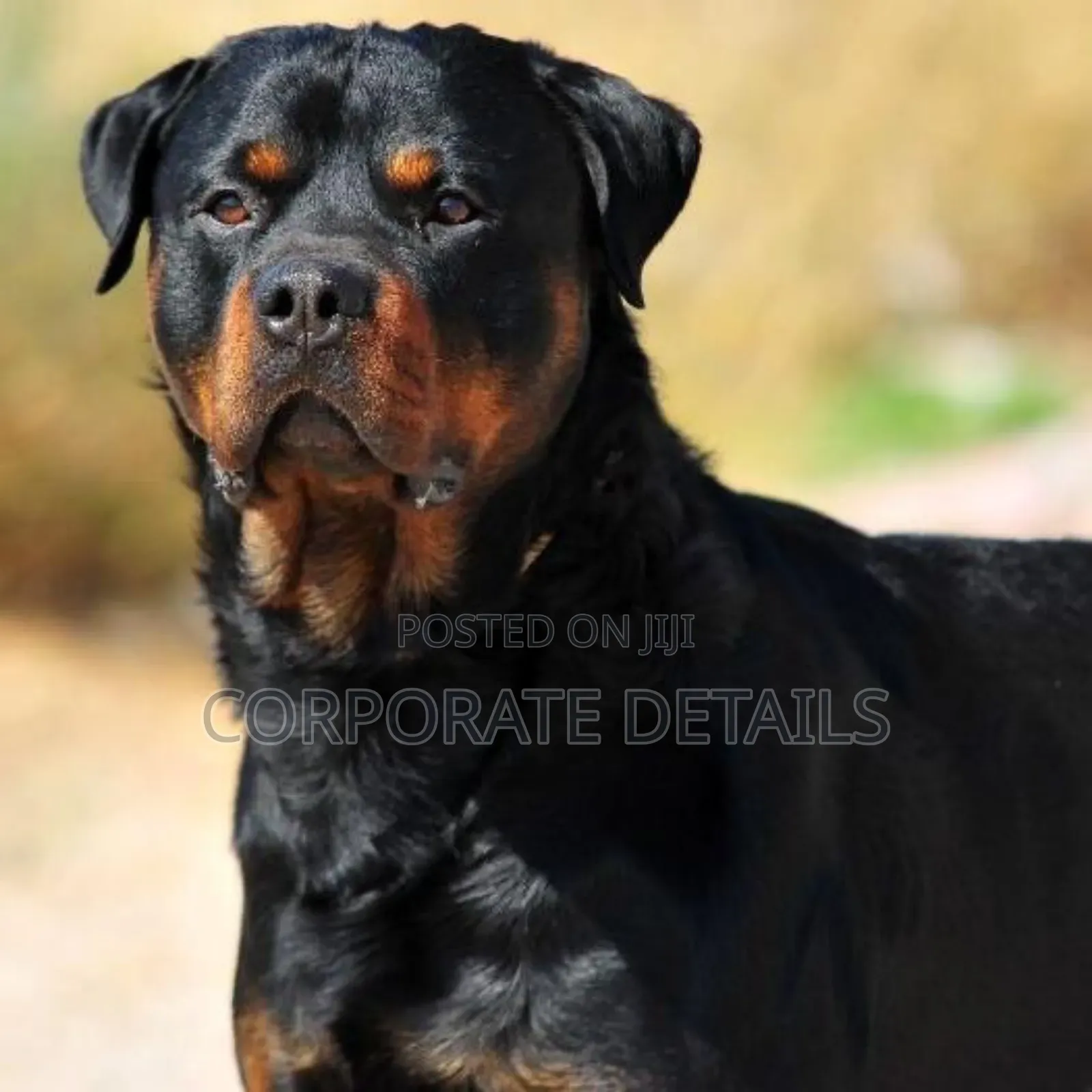 3-6 months Male Purebred Rottweiler