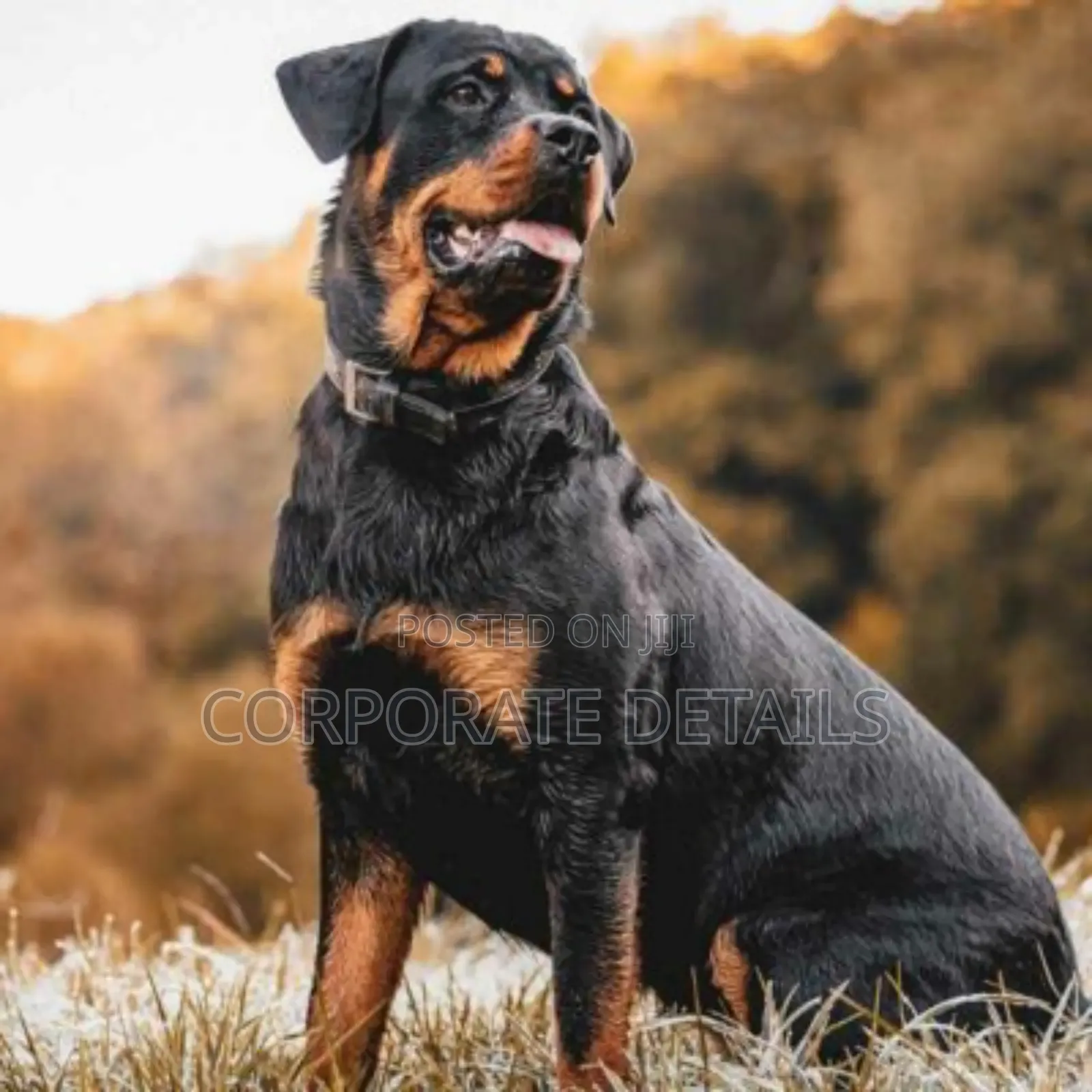 3-6 months Male Purebred Rottweiler
