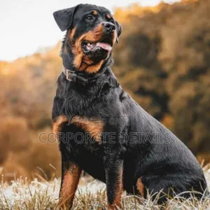 3-6 months Male Purebred Rottweiler