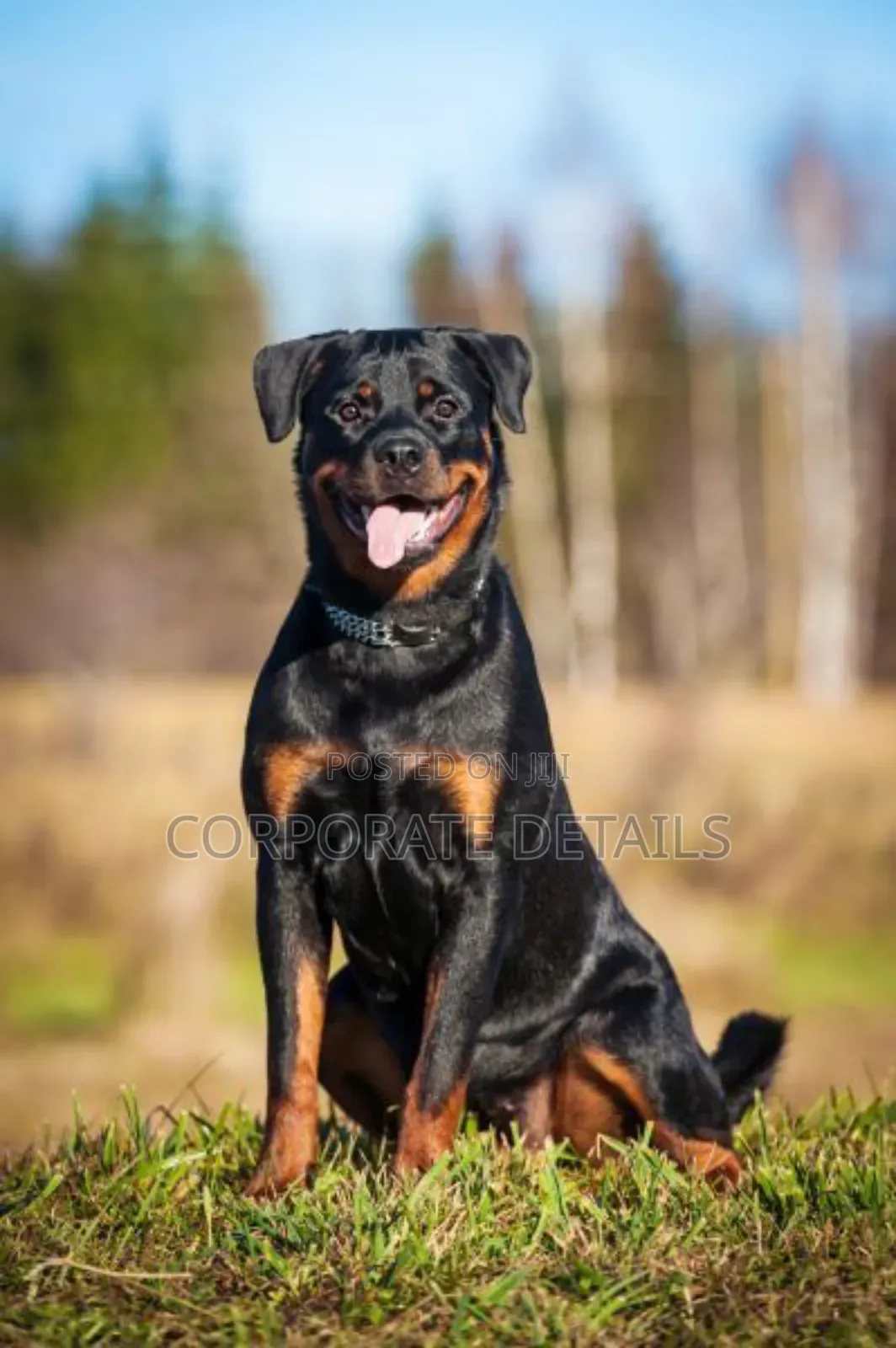 3-6 months Male Purebred Rottweiler