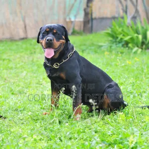 3-6 months Male Purebred Rottweiler