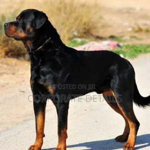 6-12 months Male Purebred Rottweiler