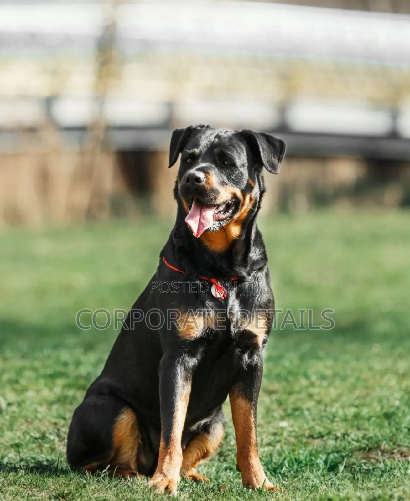 6-12 months Male Purebred Rottweiler