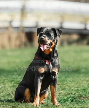 6-12 months Male Purebred Rottweiler