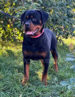 6-12 months Male Purebred Rottweiler