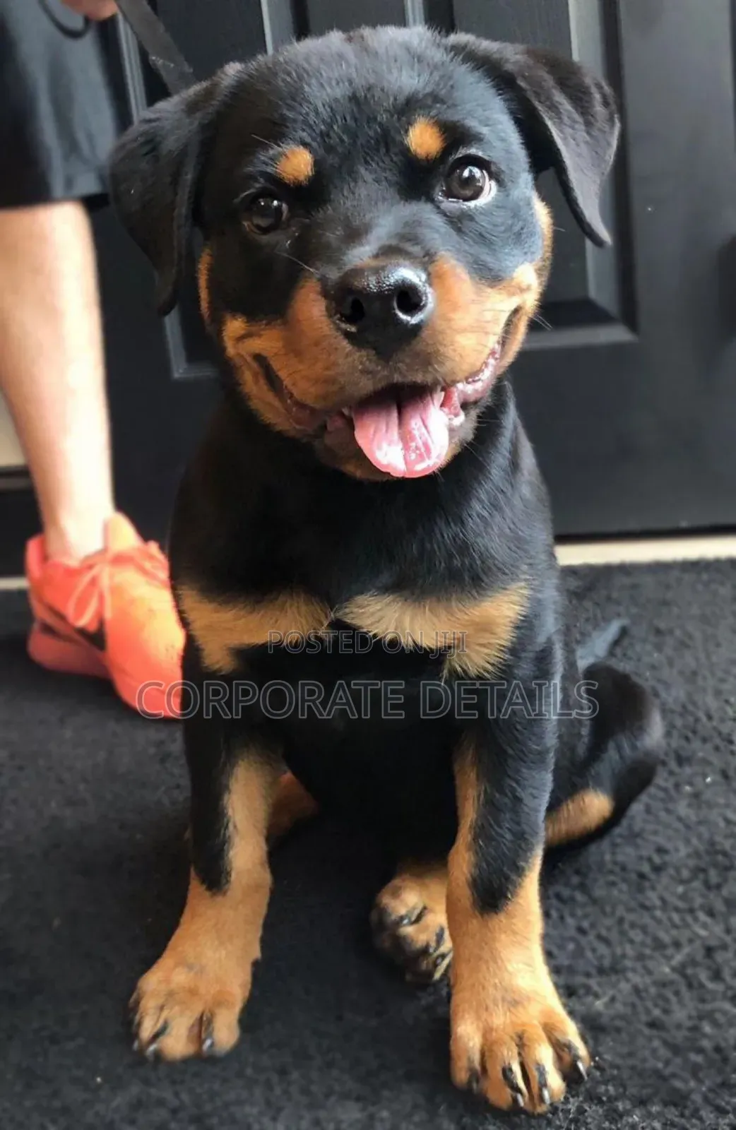 6-12 months Male Purebred Rottweiler