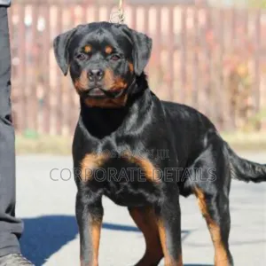 6-12 months Male Purebred Rottweiler