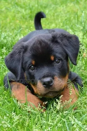 6-12 months Male Purebred Rottweiler