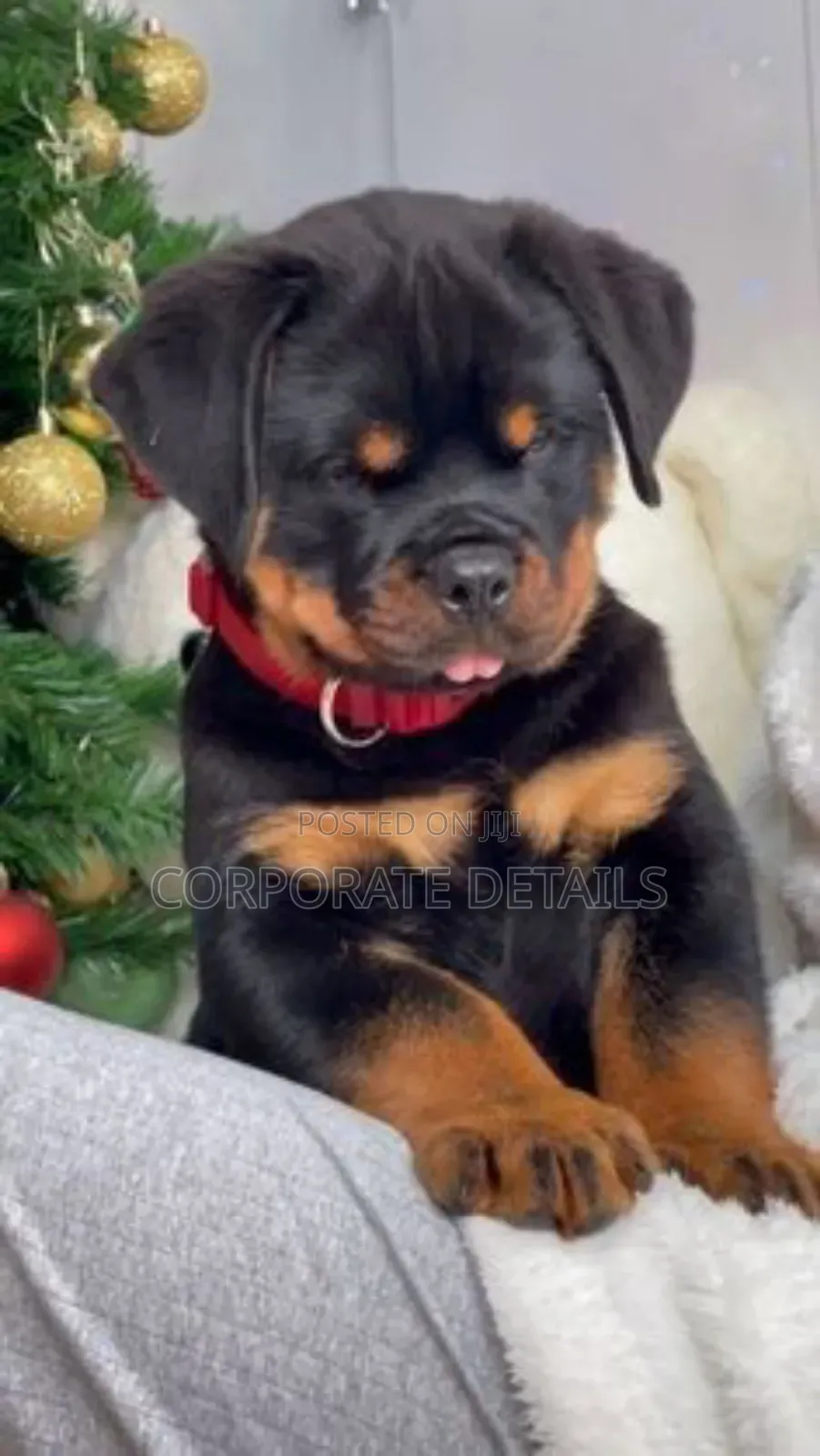 6-12 months Male Purebred Rottweiler