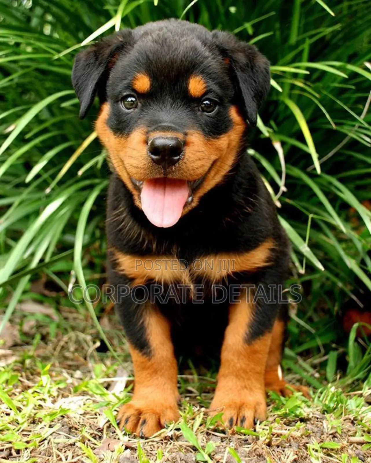 1-3 months Male Purebred Rottweiler