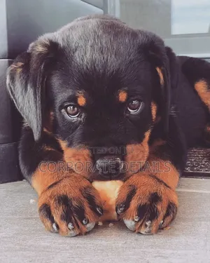 1-3 months Male Purebred Rottweiler