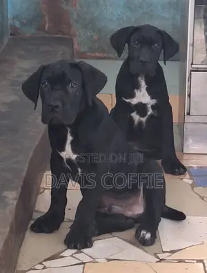1-3 months Male Purebred Cane Corso