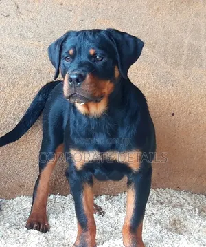 3-6 months Male Purebred Rottweiler