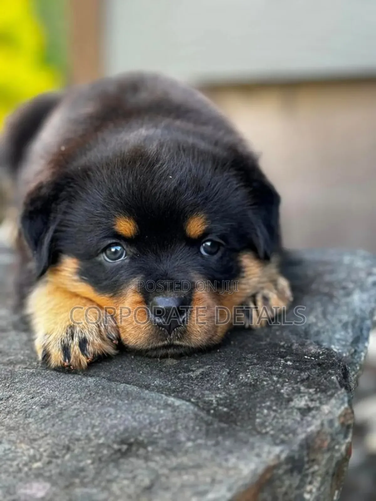 3-6 months Male Purebred Rottweiler