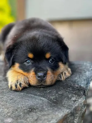 3-6 months Male Purebred Rottweiler