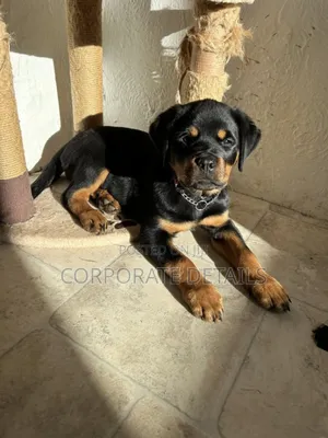 1-3 months Male Purebred Rottweiler